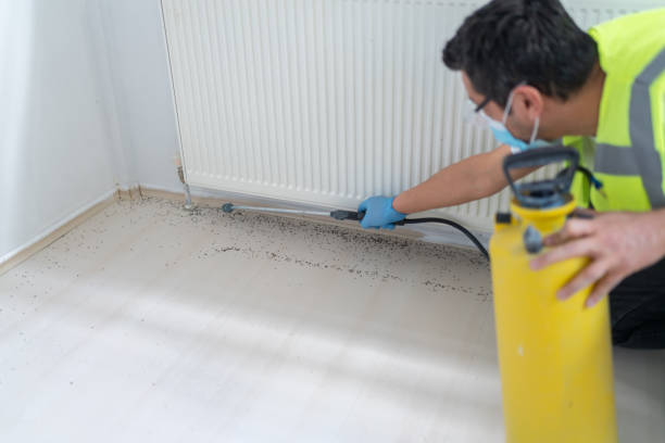 Best Termite Control Services  in White Oak, TX